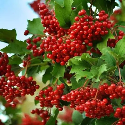 Калина ТАЕЖНЫЕ РУБИНЫ в Владимире