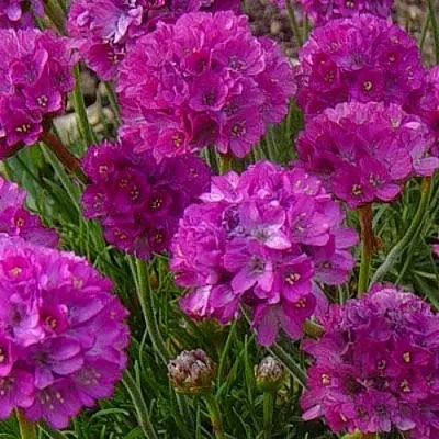 Армерия МОНИНГ СТАР ДИП РОУЗ  Армерия МОНИНГ СТАР ДИП РОУЗ в Владимире