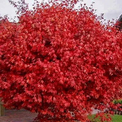 Клен гиннала   Клен гиннала  в Владимире