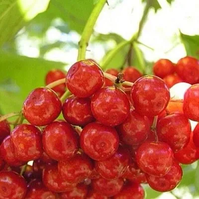 Калина КИЕВСКАЯ САДОВАЯ в Владимире