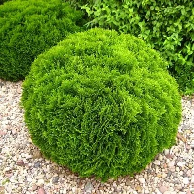 Туя ДАНИКА западная  Туя ДАНИКА западная в Владимире