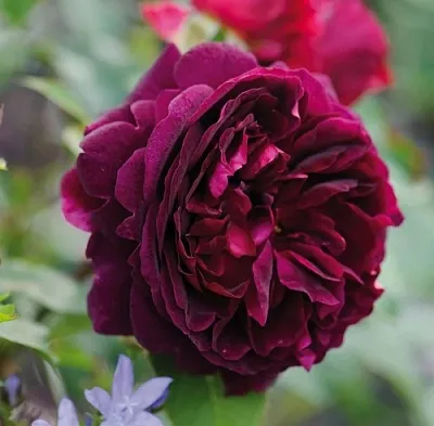 Саженцы роз МАНСТЕД ВУД английская  Саженцы роз МАНСТЕД ВУД английская в Владимире