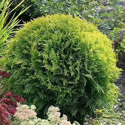 Туя ЕЛЛОУ ГЛОБ западная  Туя ЕЛЛОУ ГЛОБ западная в Владимире