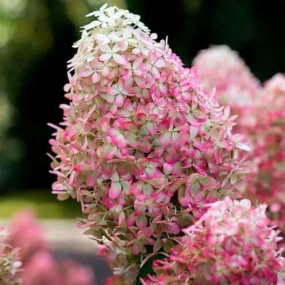 Гортензия РОЯЛ ФЛОВЕР метельчатая  Гортензия РОЯЛ ФЛОВЕР метельчатая в Владимире