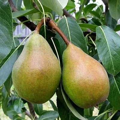 Груша ЯБЛУНИВСКАЯ  Груша ЯБЛУНИВСКАЯ в Владимире