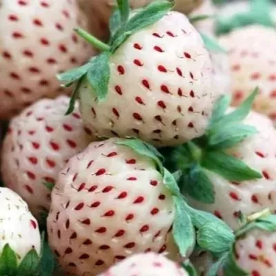 Клубника АНАНАСА ремонтантная в Владимире