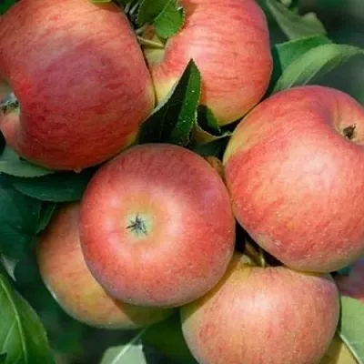 Яблоня ТОПАЗ  Яблоня ТОПАЗ в Владимире