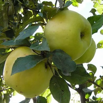 Яблоня АНТОНОВКА ОБЫКНОВЕННАЯ  Яблоня Антоновка Обыкновенная в Владимире