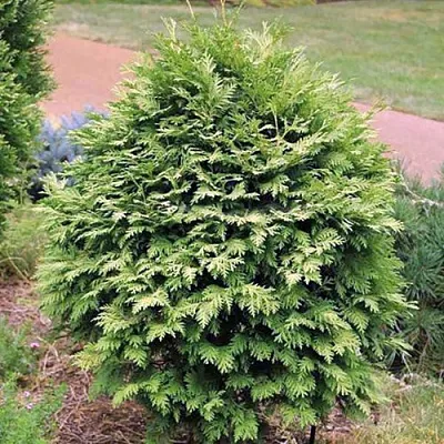 Туя ВАРЕАНА ЛЮТЕСЦЕНС западная  Туя ВАРЕАНА ЛЮТЕСЦЕНС западная в Владимире