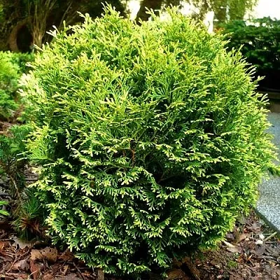 Туя ВОТЕРФИЛД западная  Туя ВОТЕРФИЛД западная в Владимире