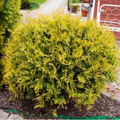 Туя КОЛЛЕРС ГОЛД складчатая  Туя КОЛЛЕРС ГОЛД складчатая в Владимире