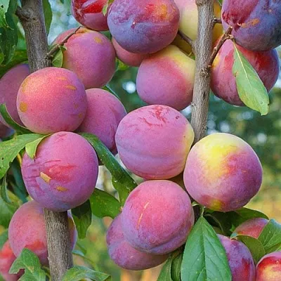 Слива КОЛОННОВИДНАЯ в Владимире