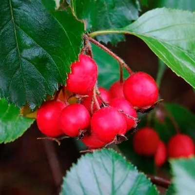 Боярышник ЛЮДМИЛ — описание сорта Боярышник ЛЮДМИЛ в Владимире