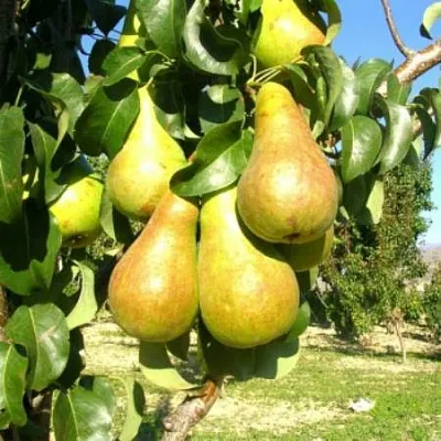 Груша Г-9 колонновидная  Груша Г-9 колонновидная в Владимире