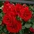 Саженцы роз СИМПАТИЯ плетистая в Владимире