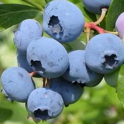 Голубика ДАРРОУ в Владимире