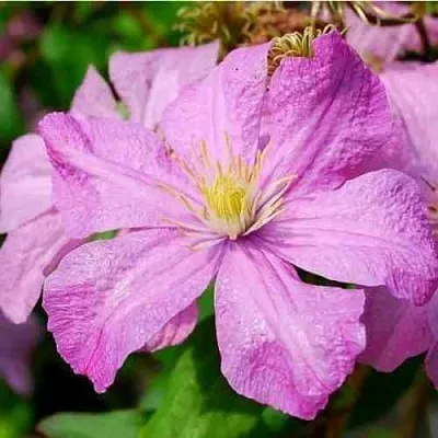 Клематис КОМТЕСС ДЕ БУШО в Владимире