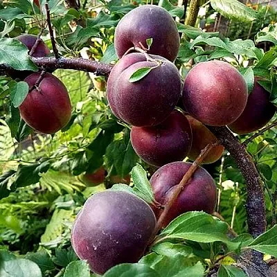 Шарафуга БЕЛЛА РОЯЛЬ в Владимире