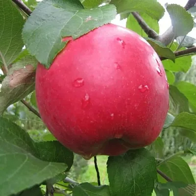 Яблоня АМУЛЕТ  Яблоня АМУЛЕТ в Владимире