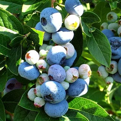 Голубика ВЕЙМУТ в Владимире