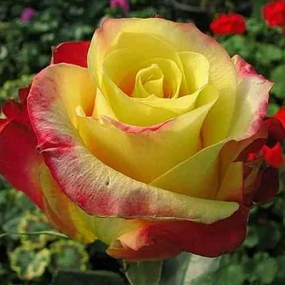 Саженцы роз ХОТ МЕРЕНГА чайно-гибридная  Саженцы роз ХОТ МЕРЕНГА чайно-гибридная в Владимире