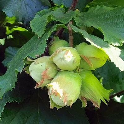 Фундук ТАМБОВСКИЙ РАННИЙ  Фундук ТАМБОВСКИЙ РАННИЙ в Владимире