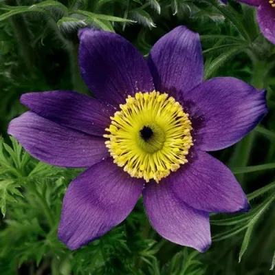 Прострел ПИНВИЛ БЛЮ ШЕЙДЕС в Владимире