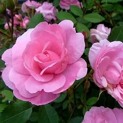 Саженцы роз ДЖОН ДЭВИС плетистая  Саженцы роз ДЖОН ДЭВИС плетистая в Владимире