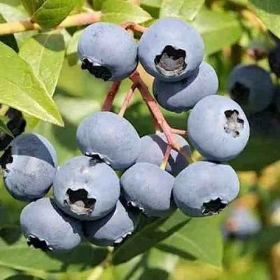 Голубика КРОЭТЭН в Владимире