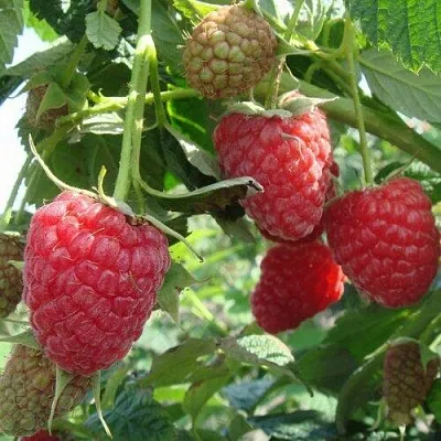 Малина КОЛОКОЛЬЧИК в Владимире