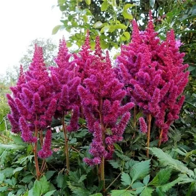 Астильба ВИЖНС китайская  Астильба ВИЖНС китайская в Владимире