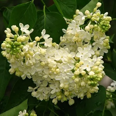 Сирень ПРИМРОУЗ в Владимире