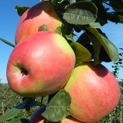 Яблоня БРЯНСКОЕ РОЗОВОЕ  Яблоня БРЯНСКОЕ РОЗОВОЕ в Владимире