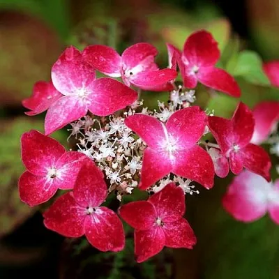 Гортензия КУРЕНАИ пильчатая в Владимире