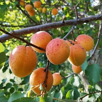 Абрикос ЖЕРДЕЛА  Абрикос ЖЕРДЕЛА в Владимире