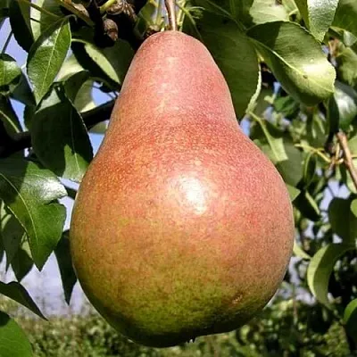 Груша КИРГИЗСКАЯ ЗИМНЯЯ  Груша КИРГИЗСКАЯ ЗИМНЯЯ в Владимире