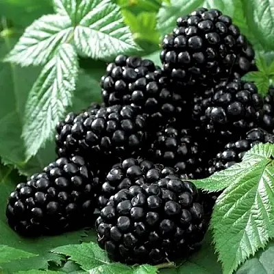 Ежевика БЛЭК БЬЮТИ  Ежевика БЛЭК БЬЮТИ в Владимире