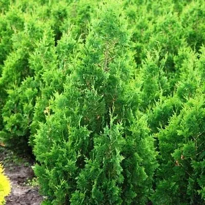 Туя СПИРАЛИС западная  Туя СПИРАЛИС западная в Владимире