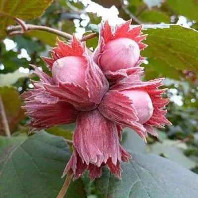 Фундук СКАРЛЕТТ  Фундук СКАРЛЕТТ в Владимире