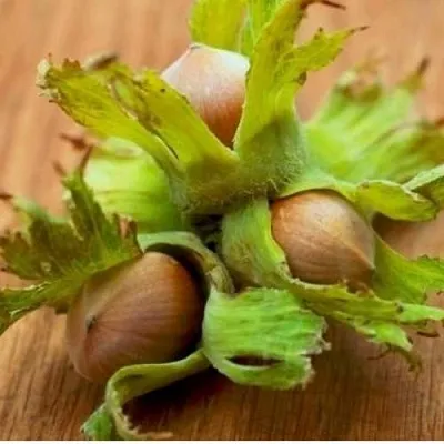 Фундук ГИГАНТ ТАМБОВСКИЙ  Фундук ГИГАНТ ТАМБОВСКИЙ в Владимире