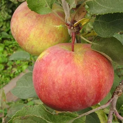 Яблоня ПЕРВОУРАЛЬСКОЕ  Яблоня ПЕРВОУРАЛЬСКОЕ в Владимире