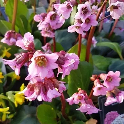 Бадан БЭБИ ДОЛЛ  Бадан БЭБИ ДОЛЛ в Владимире