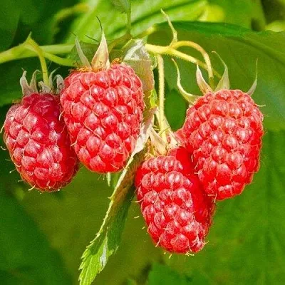 Малина ИЗОБИЛЬНАЯ в Владимире