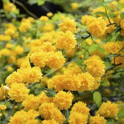 Керрия японская АУРЕОВАРИЕГАТТА  Керрия японская АУРЕОВАРИЕГАТТА в Владимире