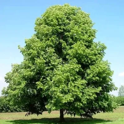 Липа мелколистная — описание сорта Липа мелколистная в Владимире