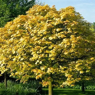 Клен ложноплатановый  Клен ложноплатановый в Владимире