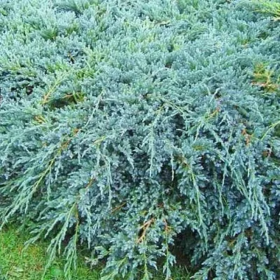 Можжевельник БЛЮ КАРПЕТ чешуйчатый  Можжевельник БЛЮ КАРПЕТ чешуйчатый в Владимире