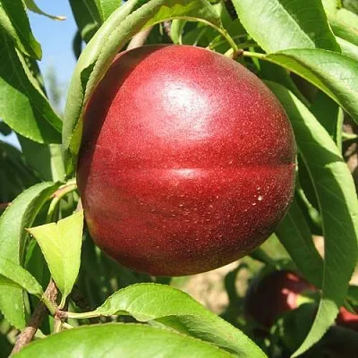 Нектарин ФАНТАЗИЯ  Нектарин ФАНТАЗИЯ в Владимире