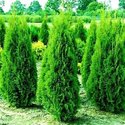 Туя ВИДМАНТ западная  Туя ВИДМАНТ западная в Владимире