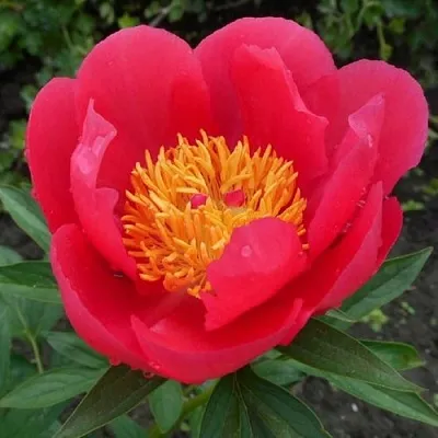 Пион МОСКВА травянистый  Пион МОСКВА травянистый в Владимире